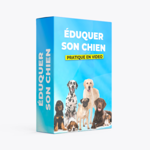 Formation complète : Éduquer son chien
